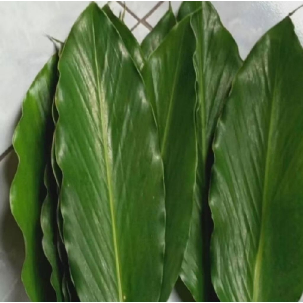 

daun kapulaga herbal 100 gram