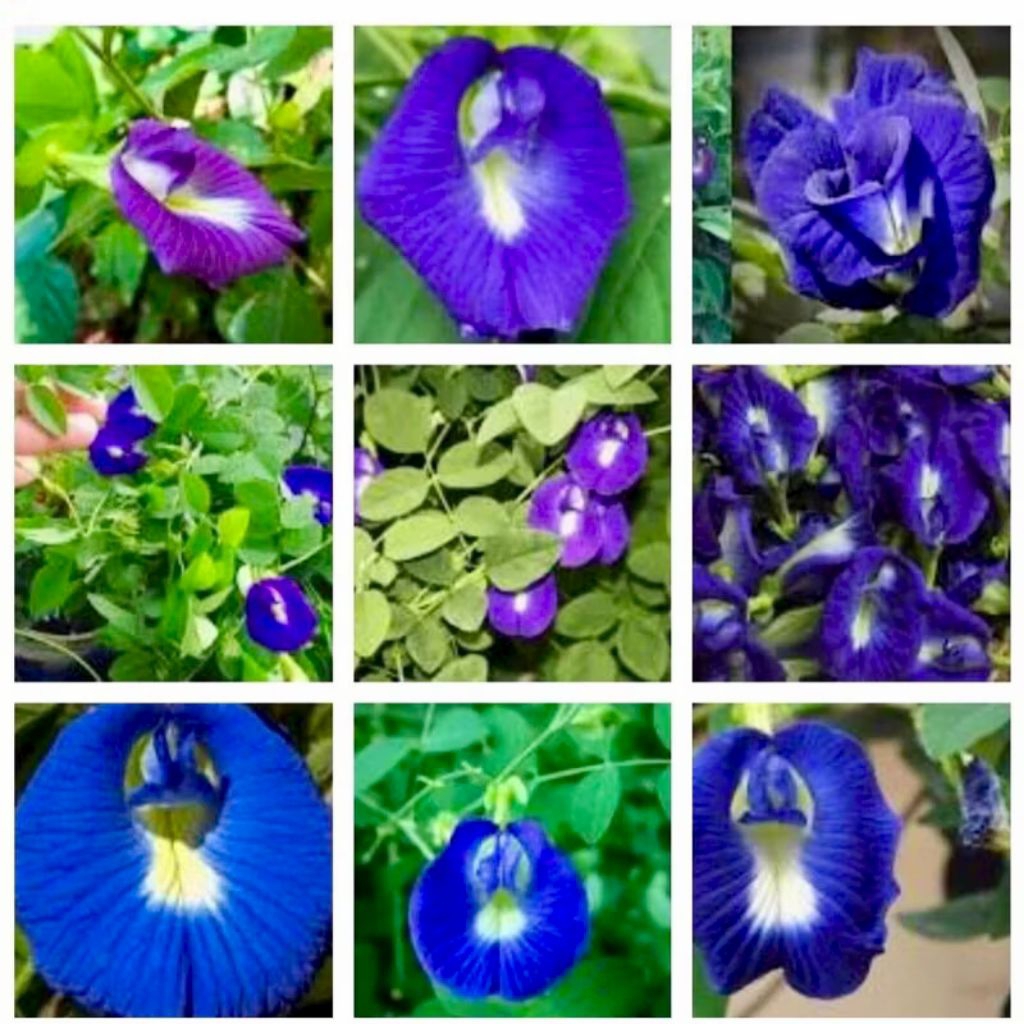 Bunga Herbal TELANG - Bibit Tanaman Herbal Bunga Telang Berbunga  - Telang Biru