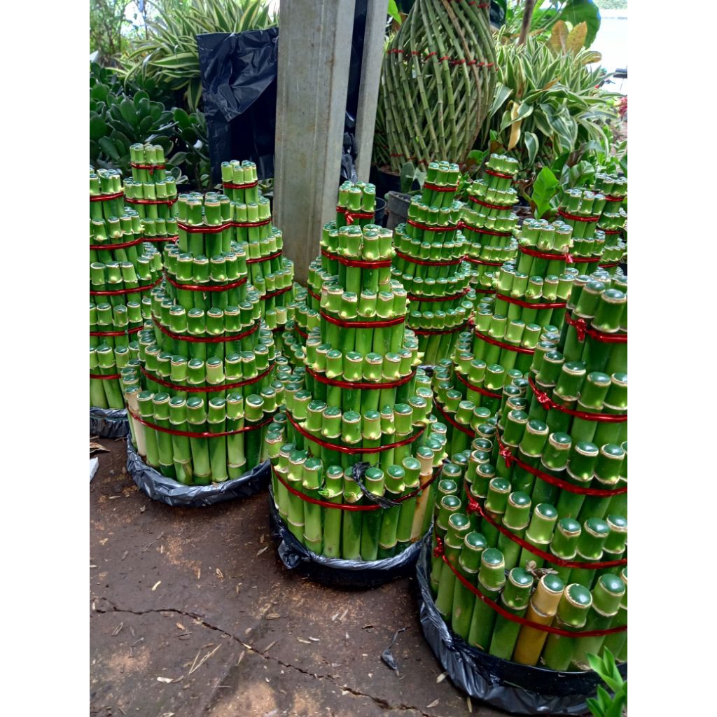 Bambu hoky ,bambu hoki pohon bambu hoki tanaman bambu hoki