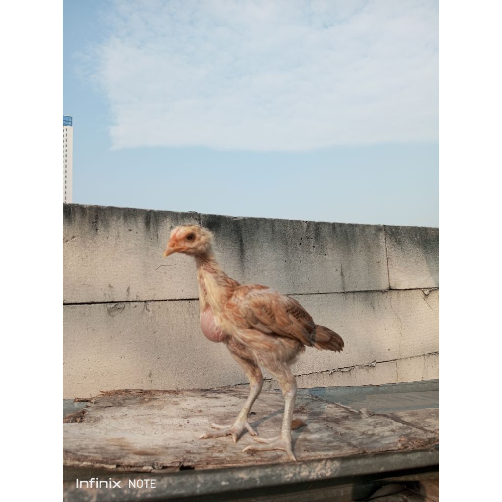 Ayam Bangkok ORI jenis magon asli ayam betina