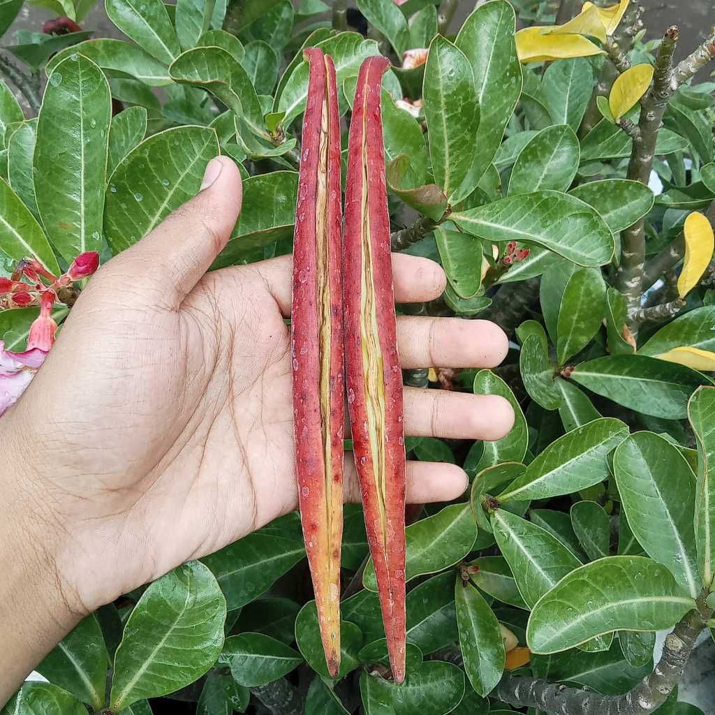 1 paket isi 23 Benih || COD ✅ Seeds / Benih Adenium Arabicum Hibrid Body Gendut Gemoy - Percabangan