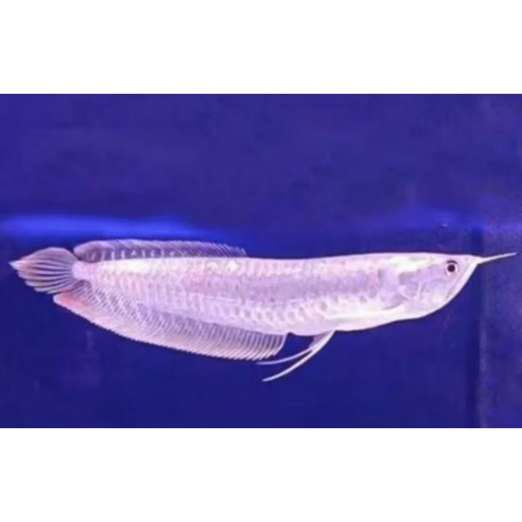 TERLARIS. ARWANA SILVERED SIZE 14/15CM