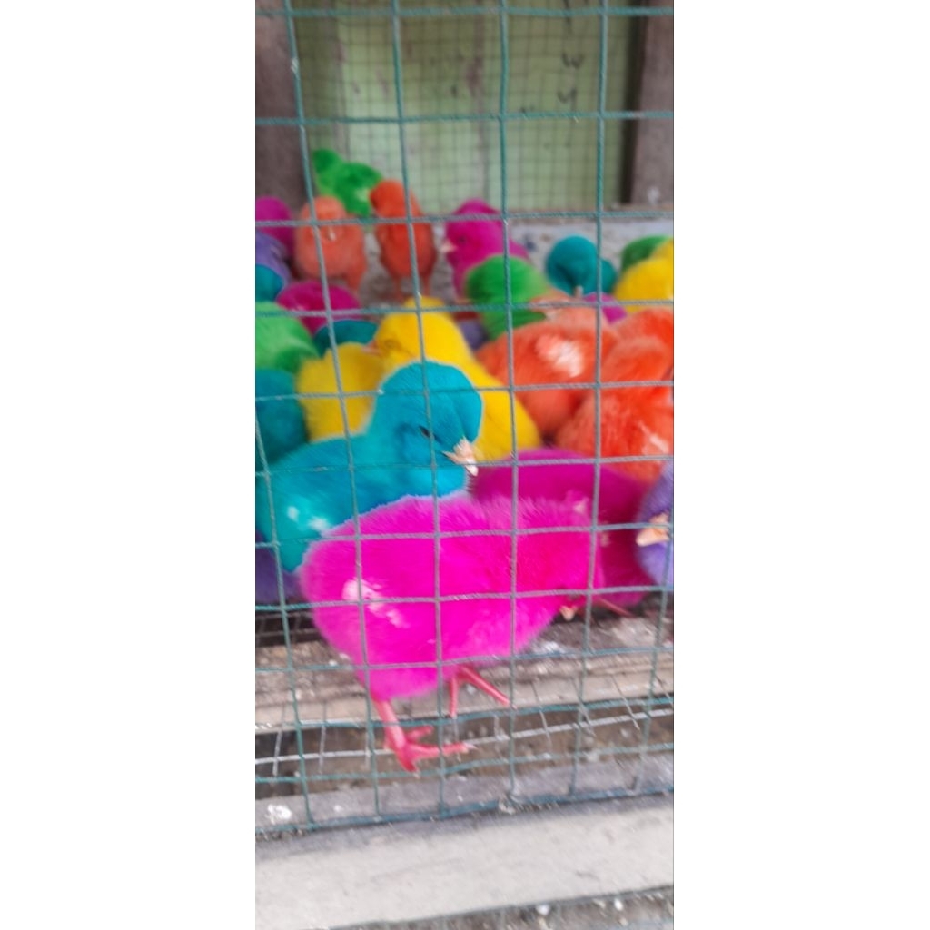 

ANAK AYAM TELETABIS 1 EKOR
