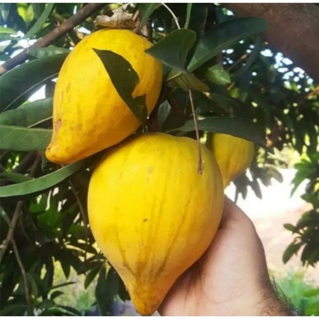 BIBIT BUAH SAWO ALKESA/YELLOW SAPOTE