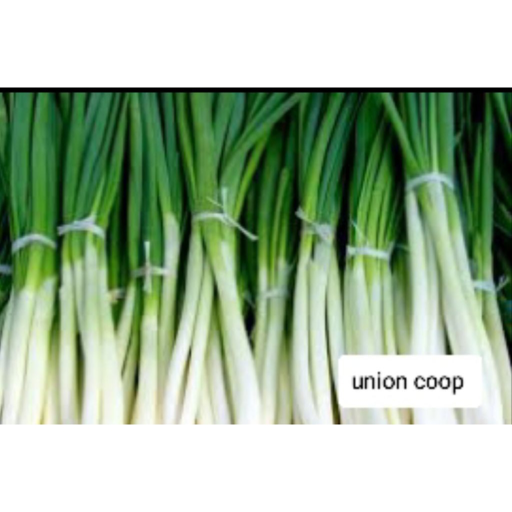

daun bawang segar langsung dari kebun petani 1kg