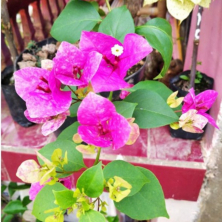 BUGENVIL VIETNAM SPLASH ORIAN | BUNGA BOUGENVILLE SPLASH VIETNAM IMPORT CEPAT BERBUNGA