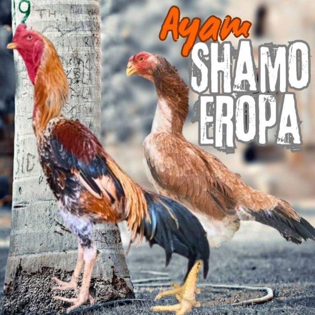 

Telur Ayam Shamo Eropa Fertil siap untuk ditetaskan