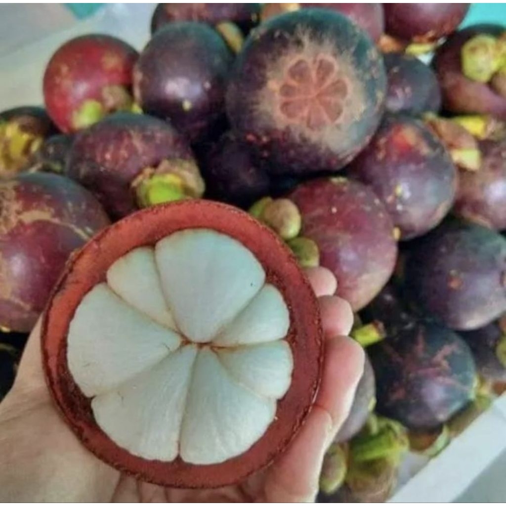 

Buah manggis 1 kg