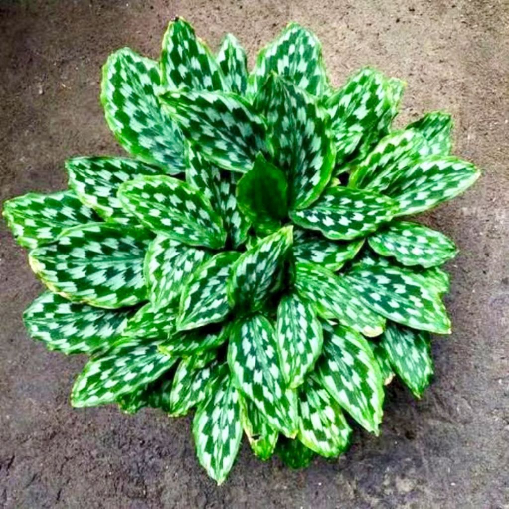 CALATHEA MERAK PEACOCK - Tanaman Hias Calathea Merak - Calathea Bulu Merak