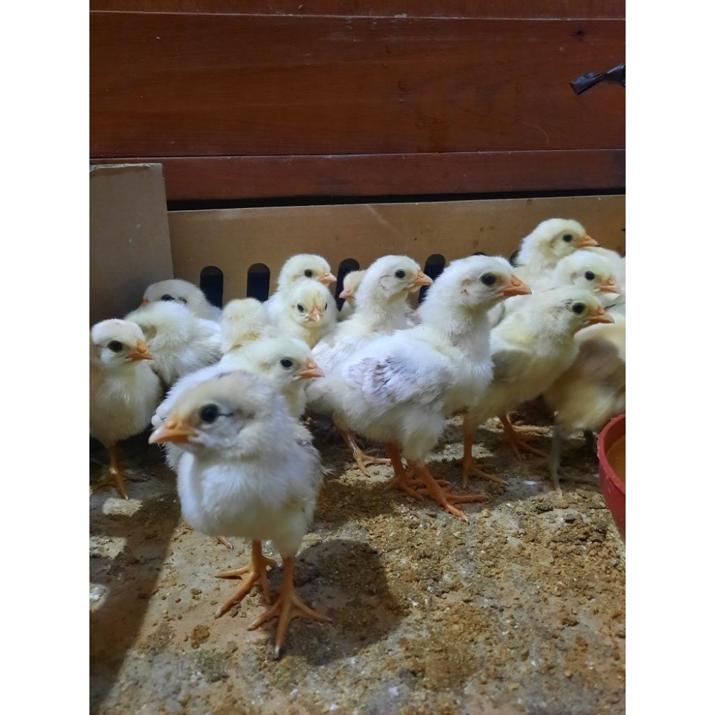 DOC / Anakan Ayam Elba, Petelur Kampung Tangguh