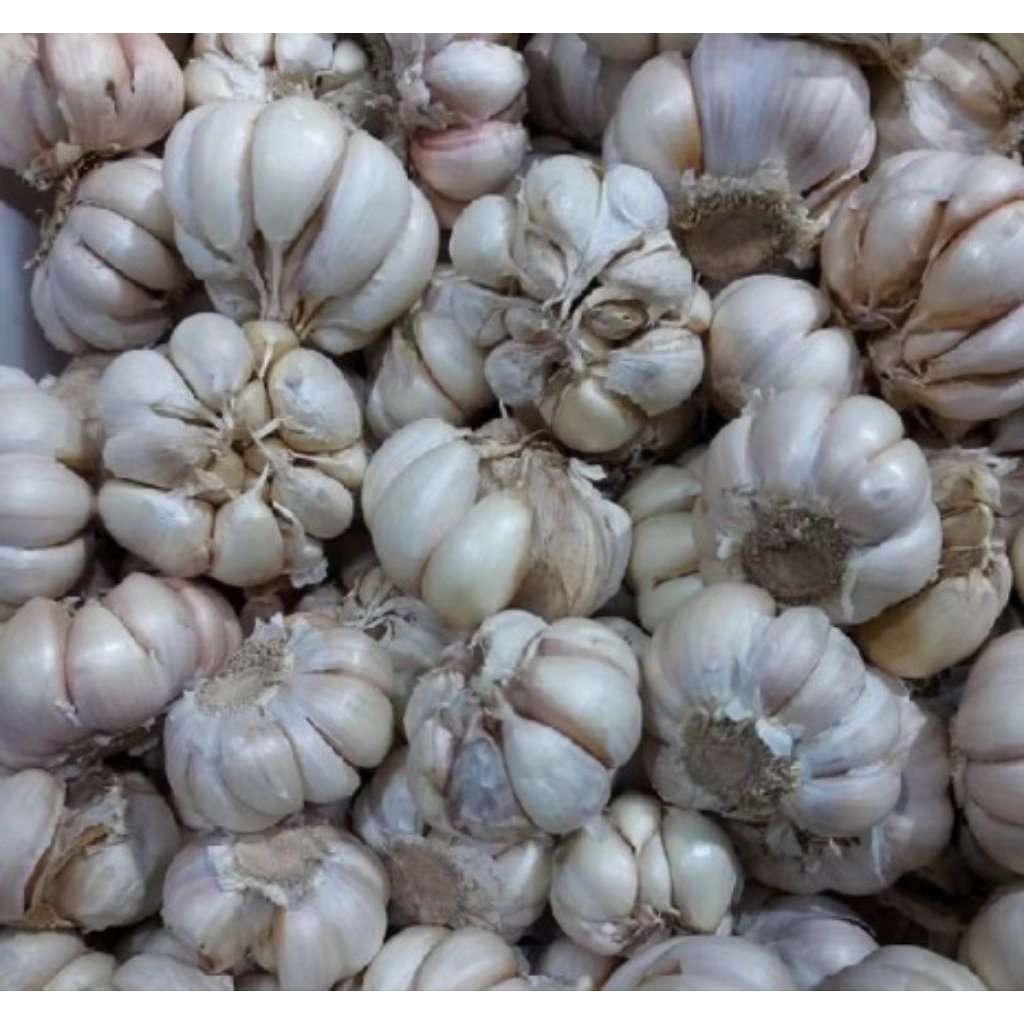

READY BAWANG PUTIH 1 KEPALA / BAWANG PUTIH