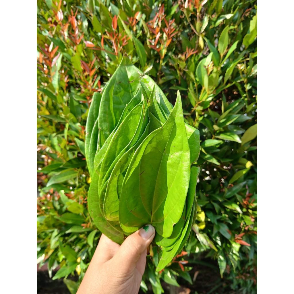 

DAUN SIRIH BIASA 1 KEPIT