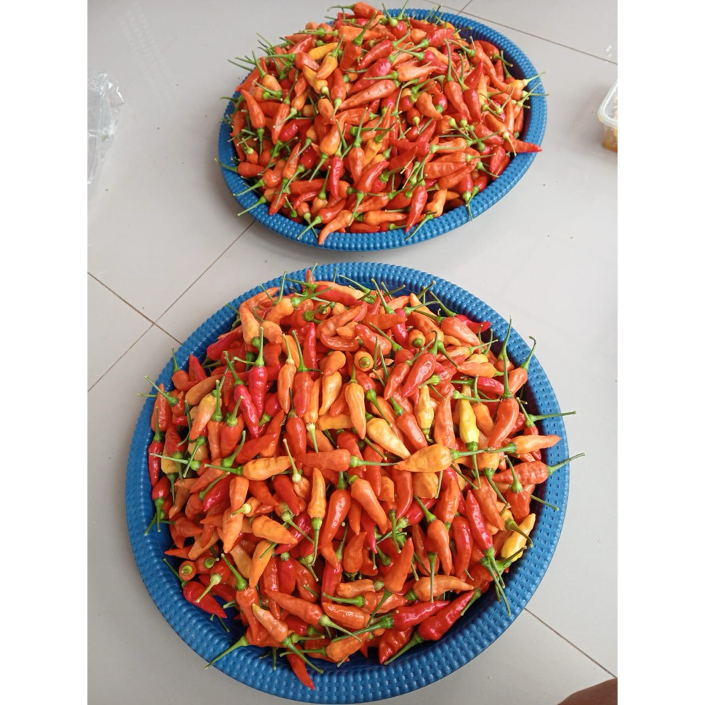

CABE RAWIT MERAH