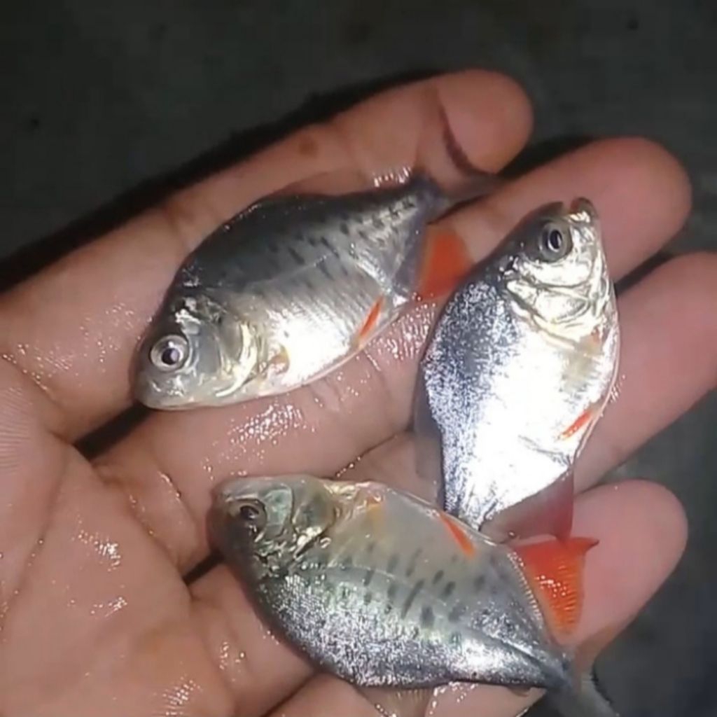 Paket Bibit Bawal ikan Air Tawar ( isi 50 ekor )