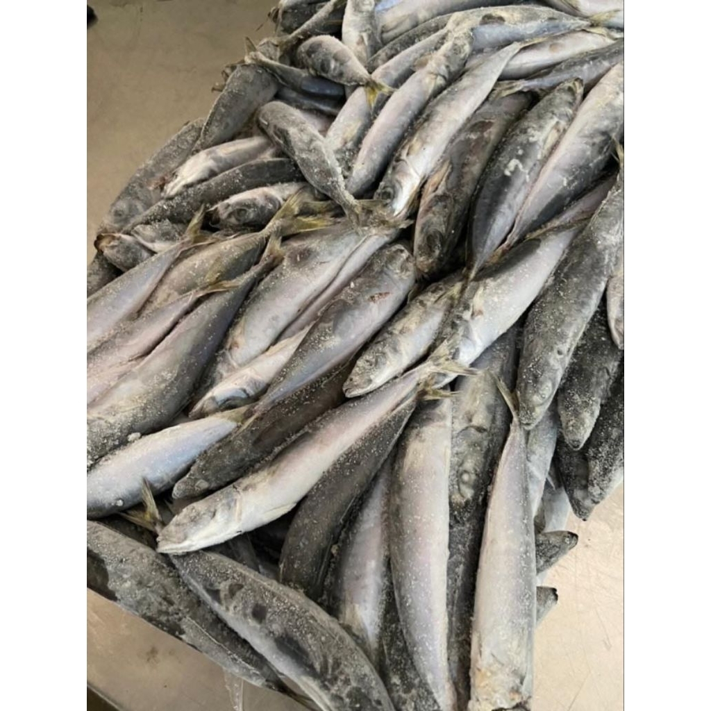 

Ikan Layang 1kg isi 3-4 ekor