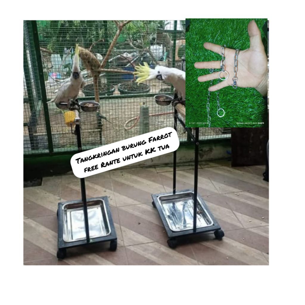 Tangkringan burung Kaka Tua Free rantai
