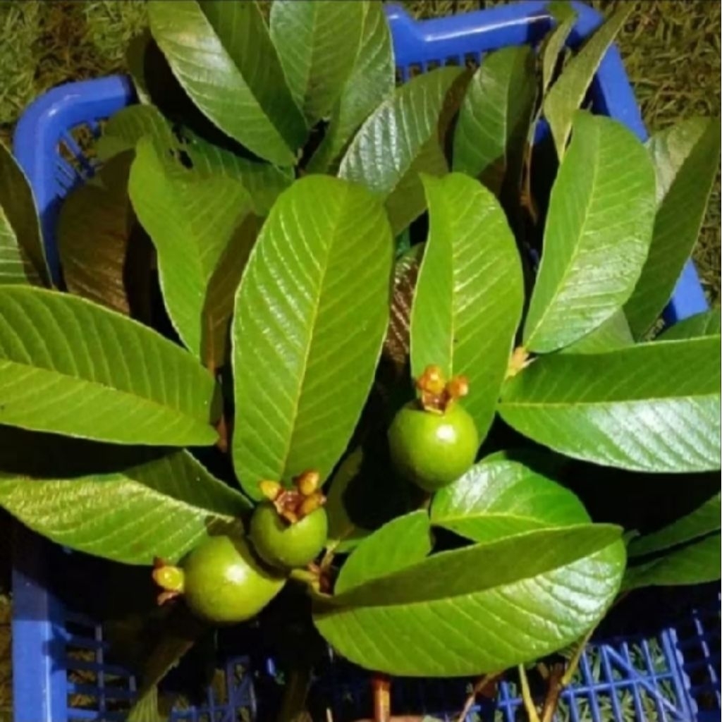 

daun jambu fresh 250 gram