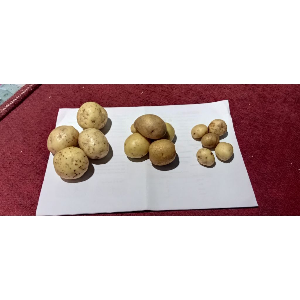 

Kentang dieng kecil/ baby potato/kentang mini asli DIENG