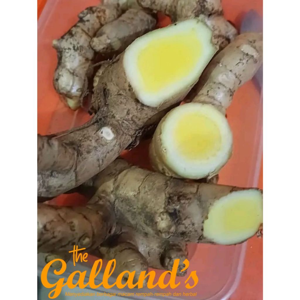 

KUNYIT PUTIH (Curcuma zedoaria) SEGAR FRESS / TEMU MANGGA/JAMU/HERBAL 500 gram