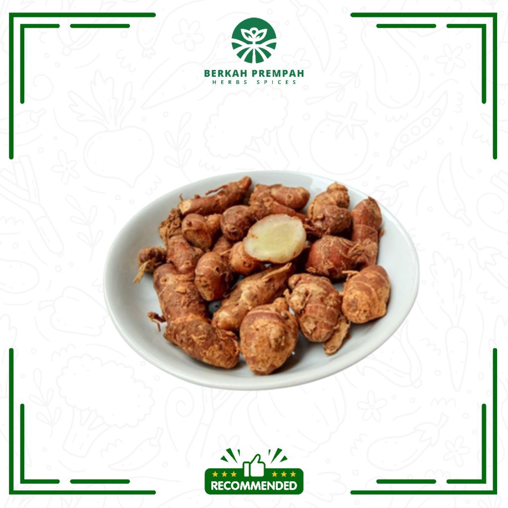 

Kencur segar / cikur pilihan - BerkahPrempah