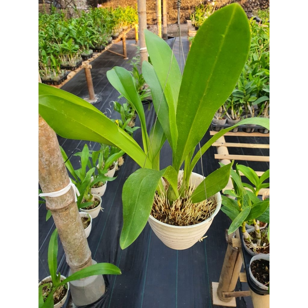 Grammatophyllum scriptum spesial promo