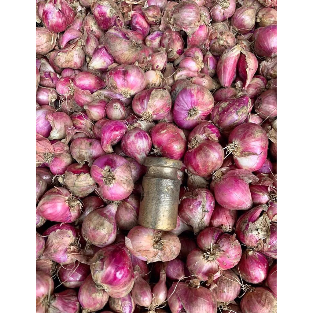

Bawang merah super