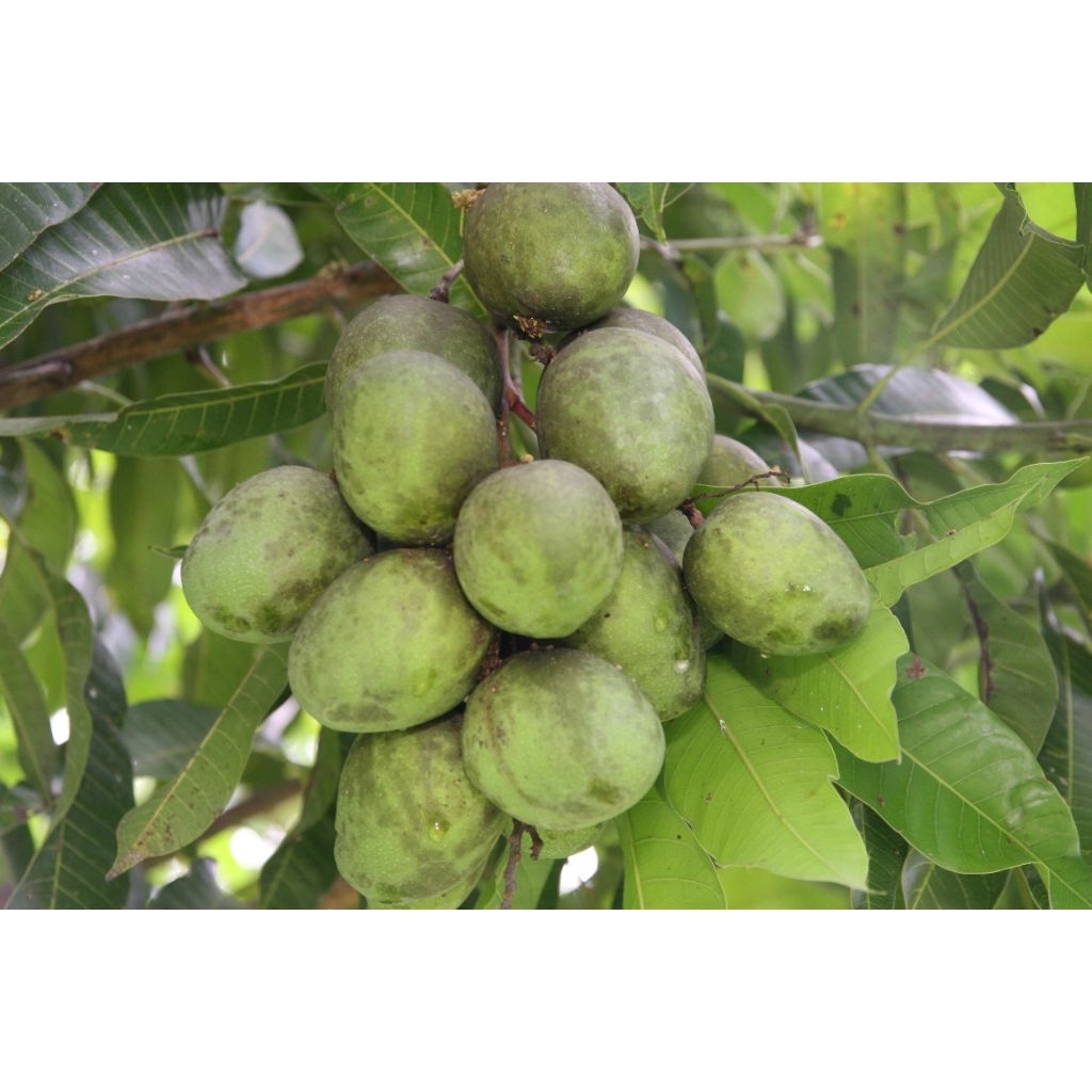 

Buah Pakel Muda /Buah Limus 1 Kg