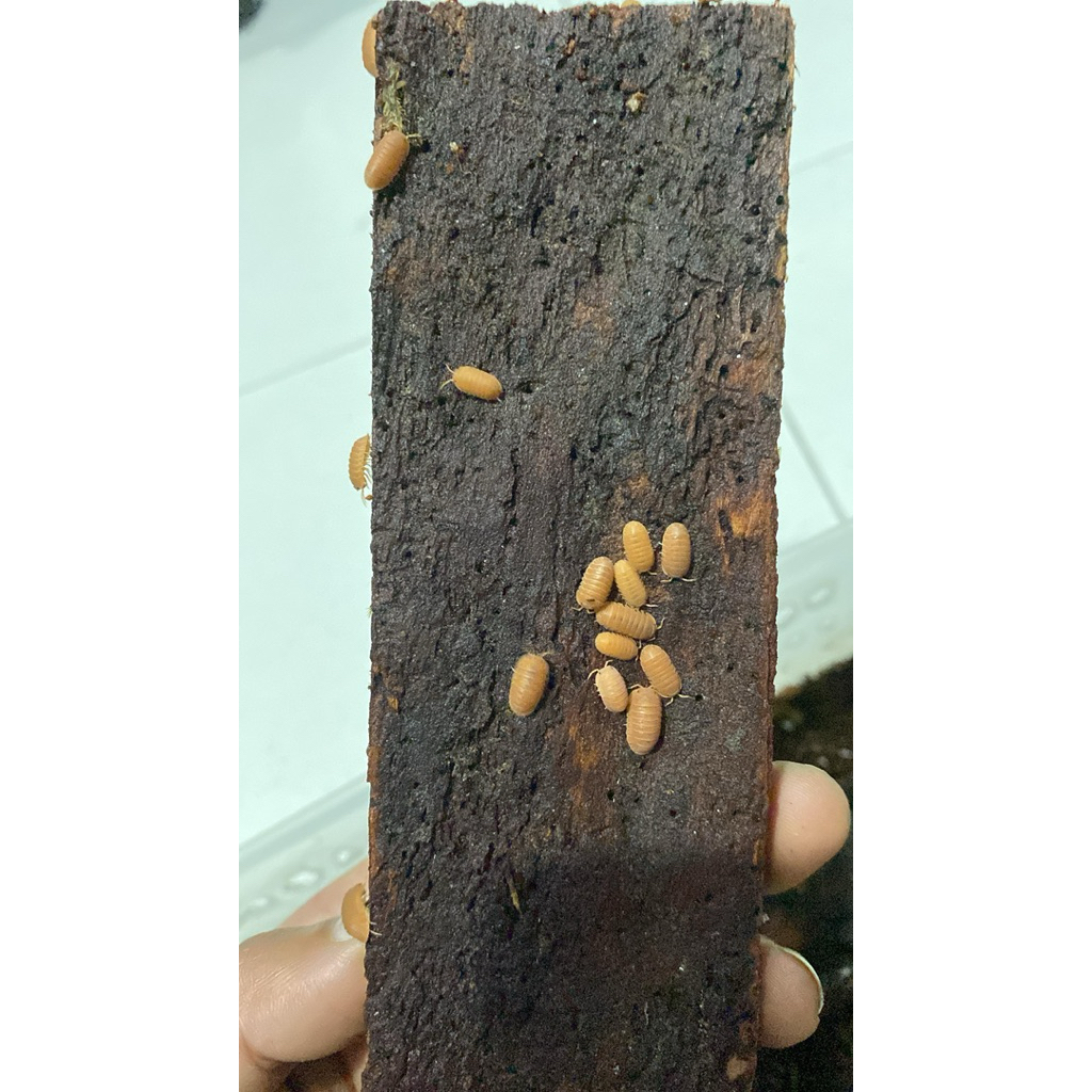 Isopod Cubaris Orange / Pembersih Terrarium, Vivarium, Bioactive