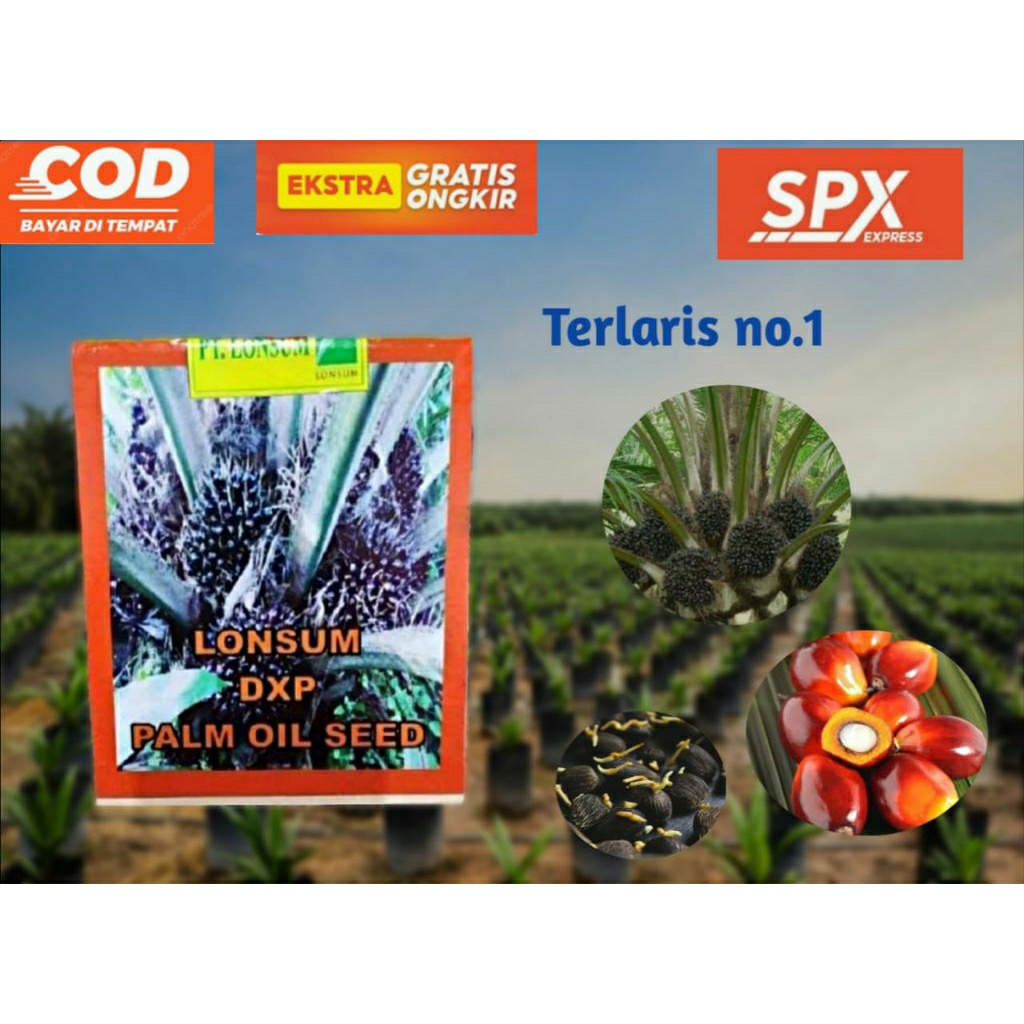 biji kecambah kelapa sawit unggul LONSUM isi 250 butir