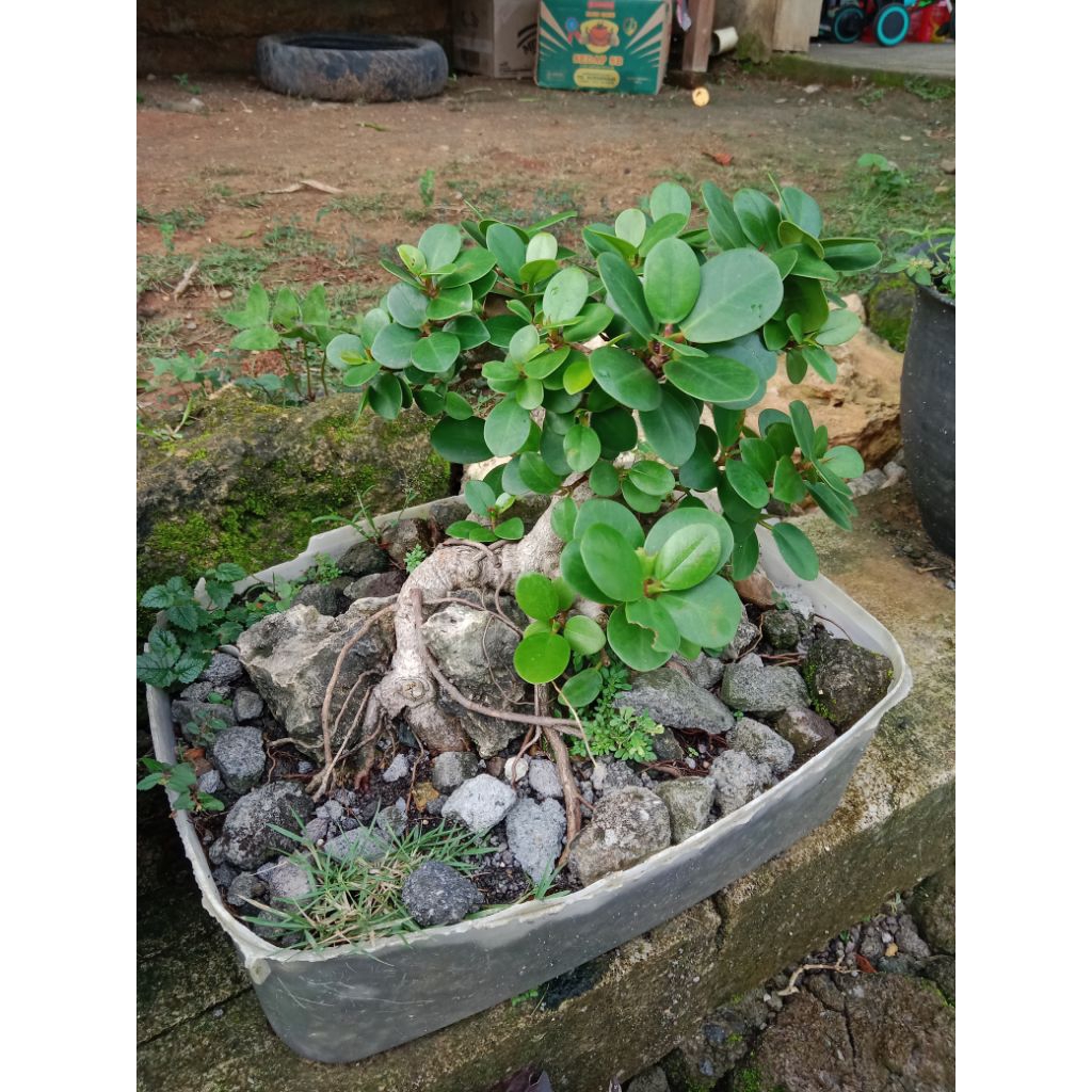 bonsai mame beringin dolar