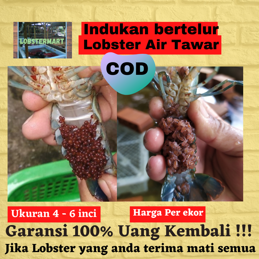 

Lobster Air Tawar indukan Gendong Telur/Sedang Bertelur ukuran 4-6 inci Jenis Redclaw Indukan Gread A Pilihan hasil Selektif Breading