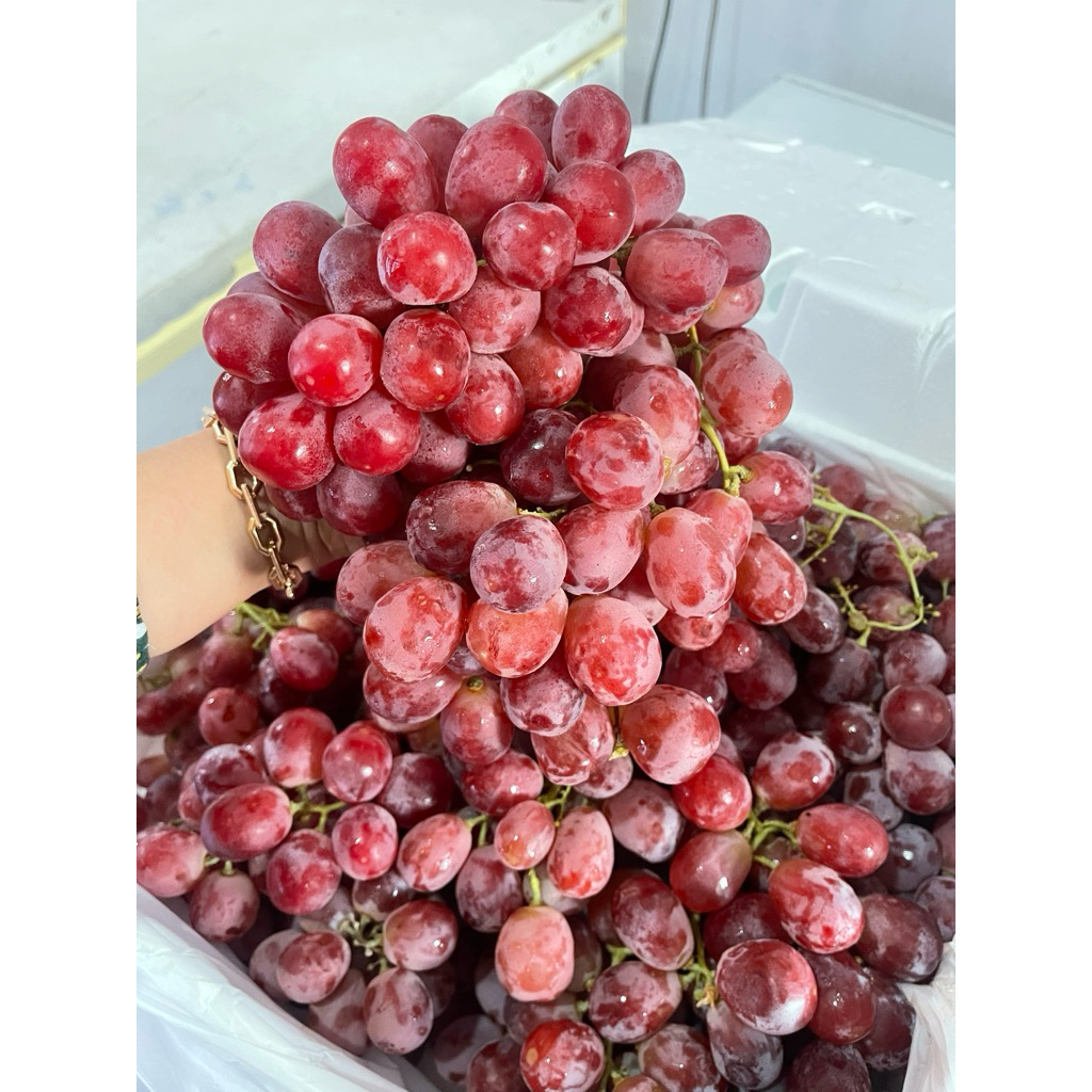 

Red Globe Ausi muanis