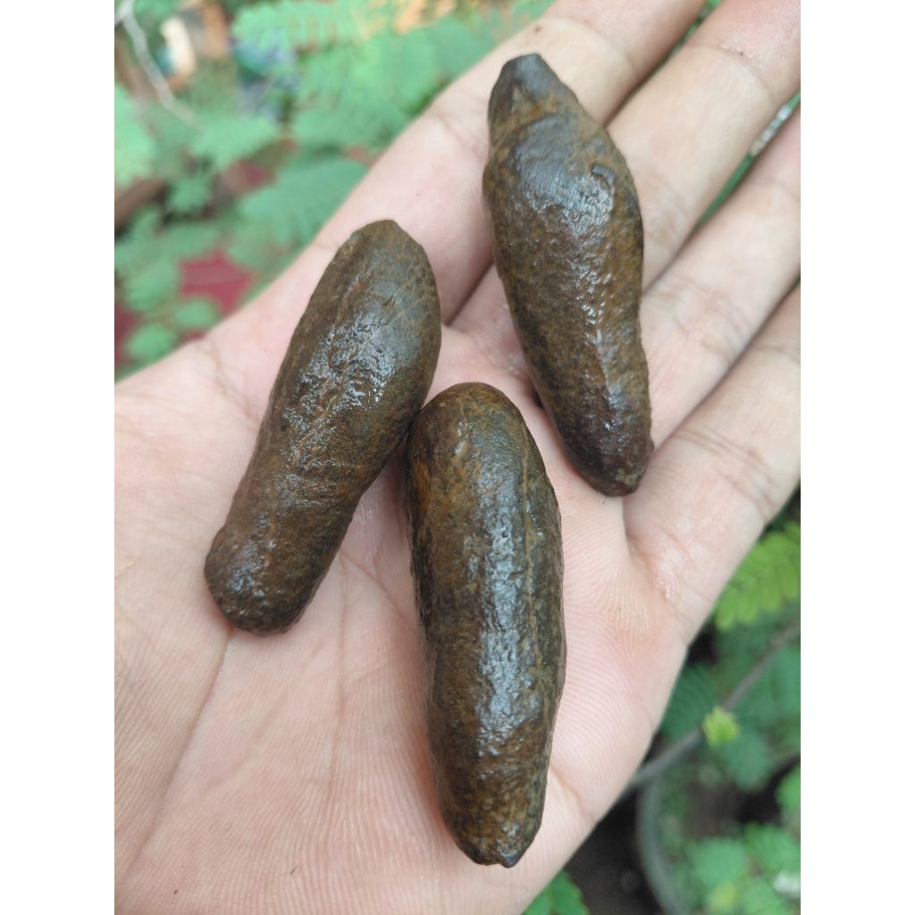 batu kepompong