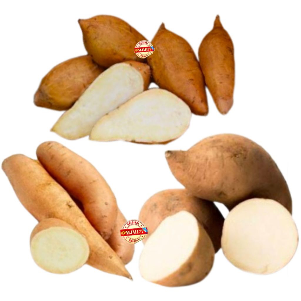 

ubi putih 1kg+ ubi jalar sabrang kedu ubi jepangg ketela rambat Sweet potato