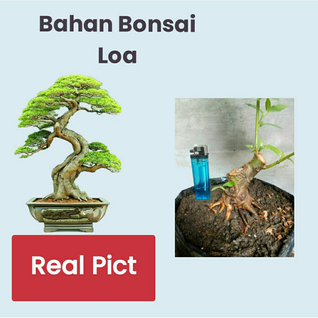 Bahan Bonsai Loa
