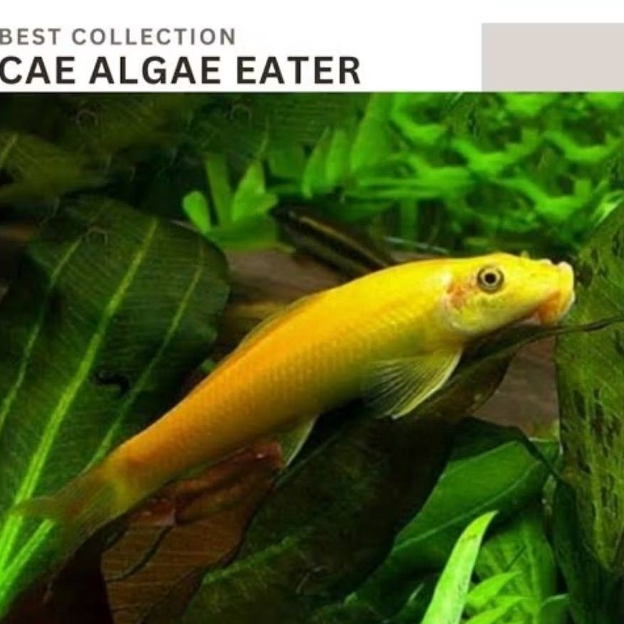 

Sticker CAE chinese alga eater jumbo 7cm