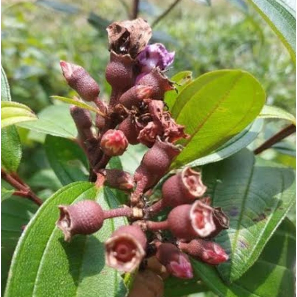 

Buah senduduk segar buah senggani segar 500 gram petik langsung
