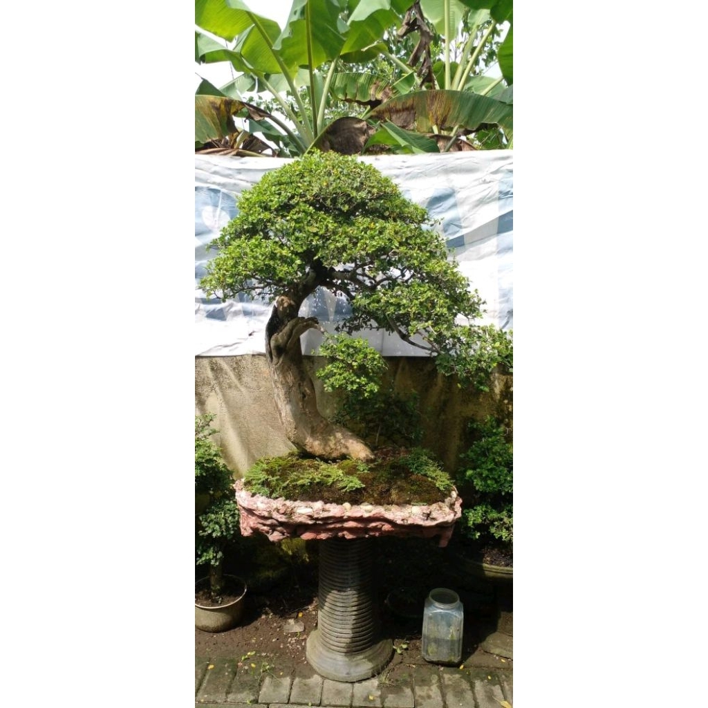Tanaman hias bonsai serut jumbo ukuran XL siap pajang