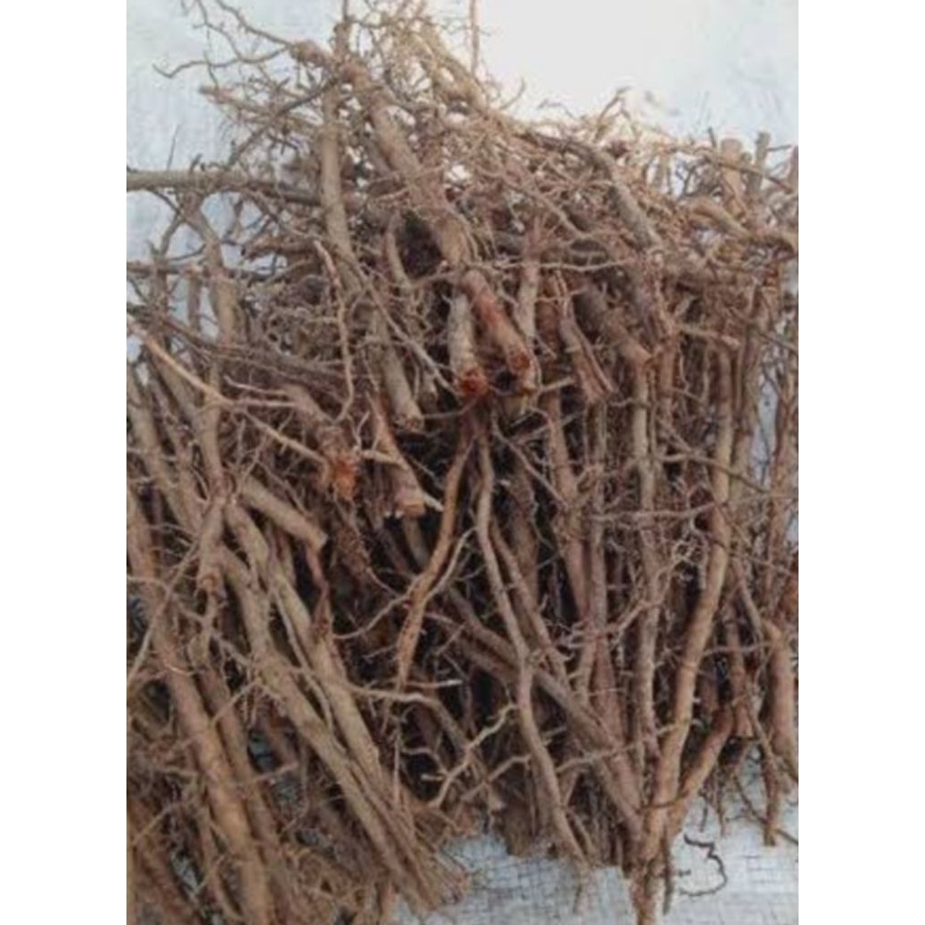 

Jual akar kawung atou aren kualitas bagus organik 500 g setok banyak