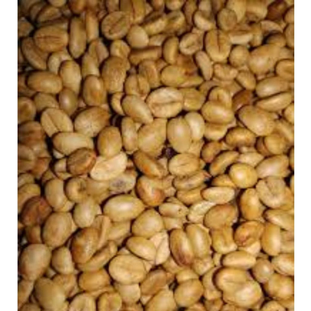 Bibit biji kopi robusta lampung bagio, 1000 biji pilihan