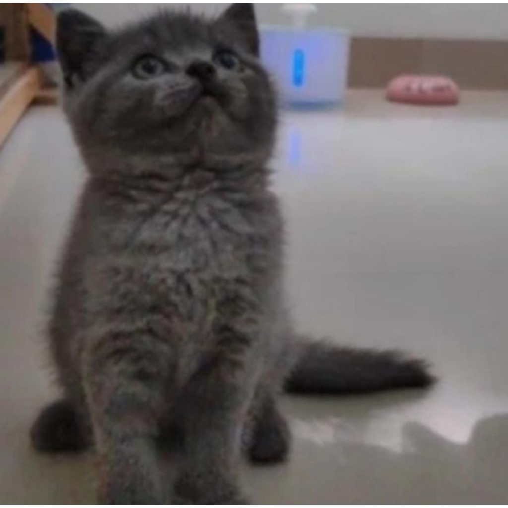 Kucing kitten British shorthair Bluesolid Super gemoy
