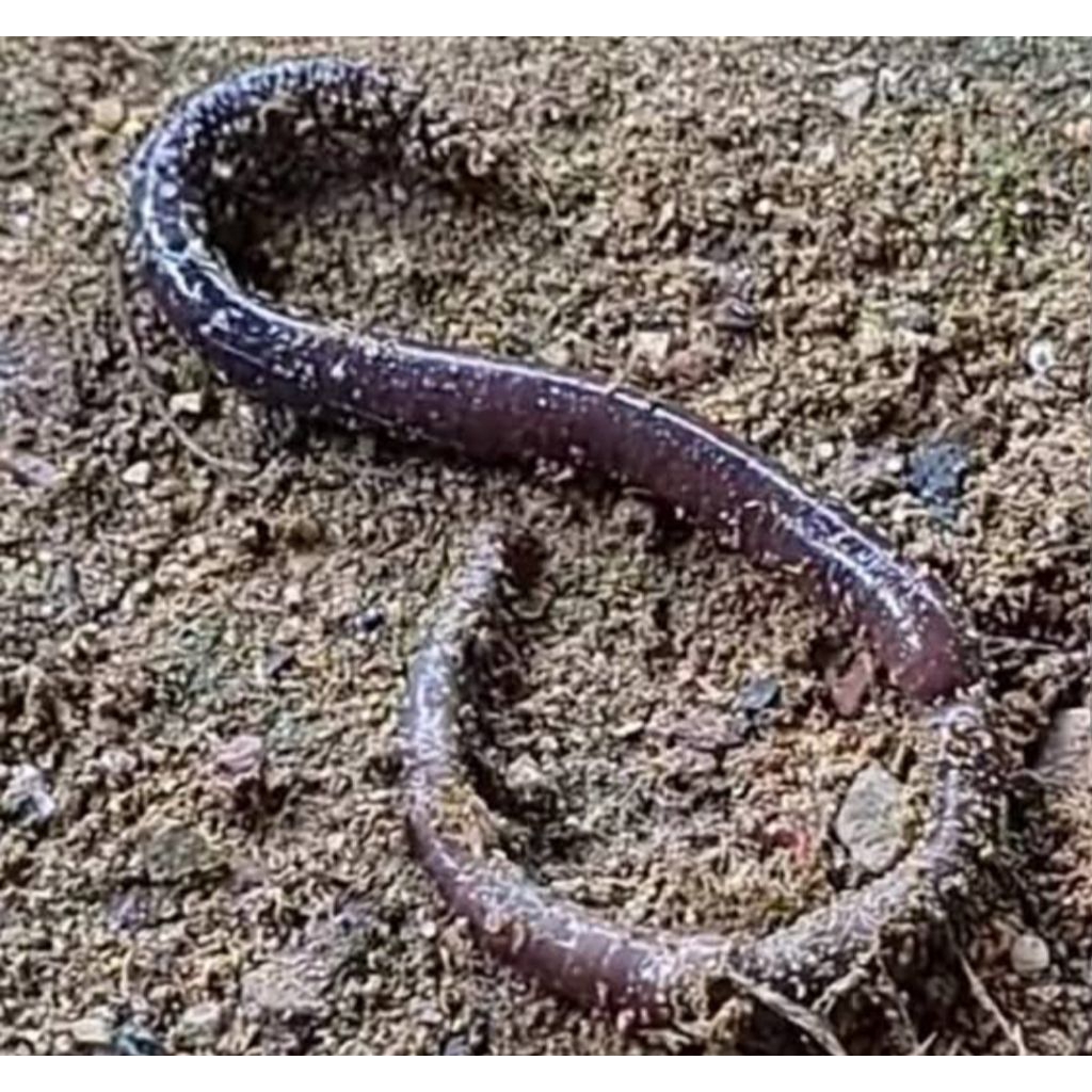 

cacing kalung kering 100gr