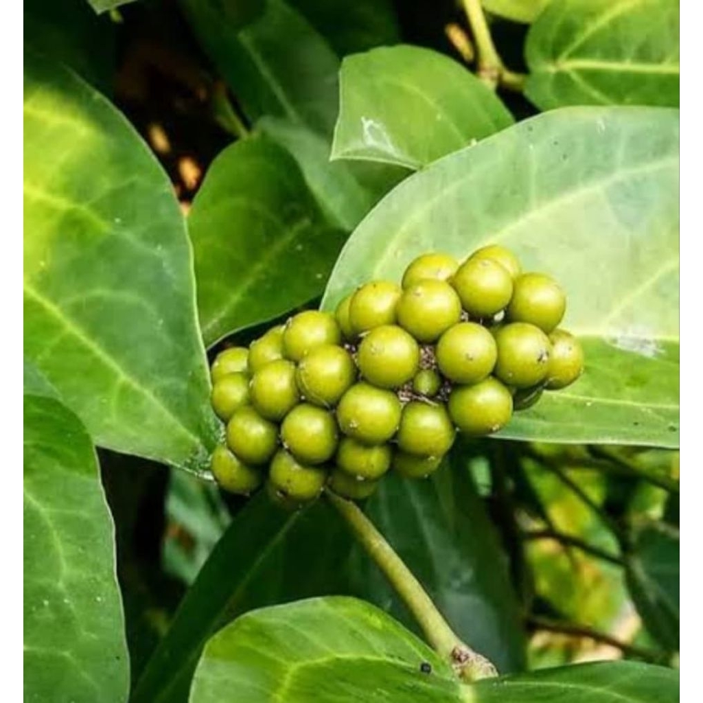 

daun kemukus herbal 100 lembar