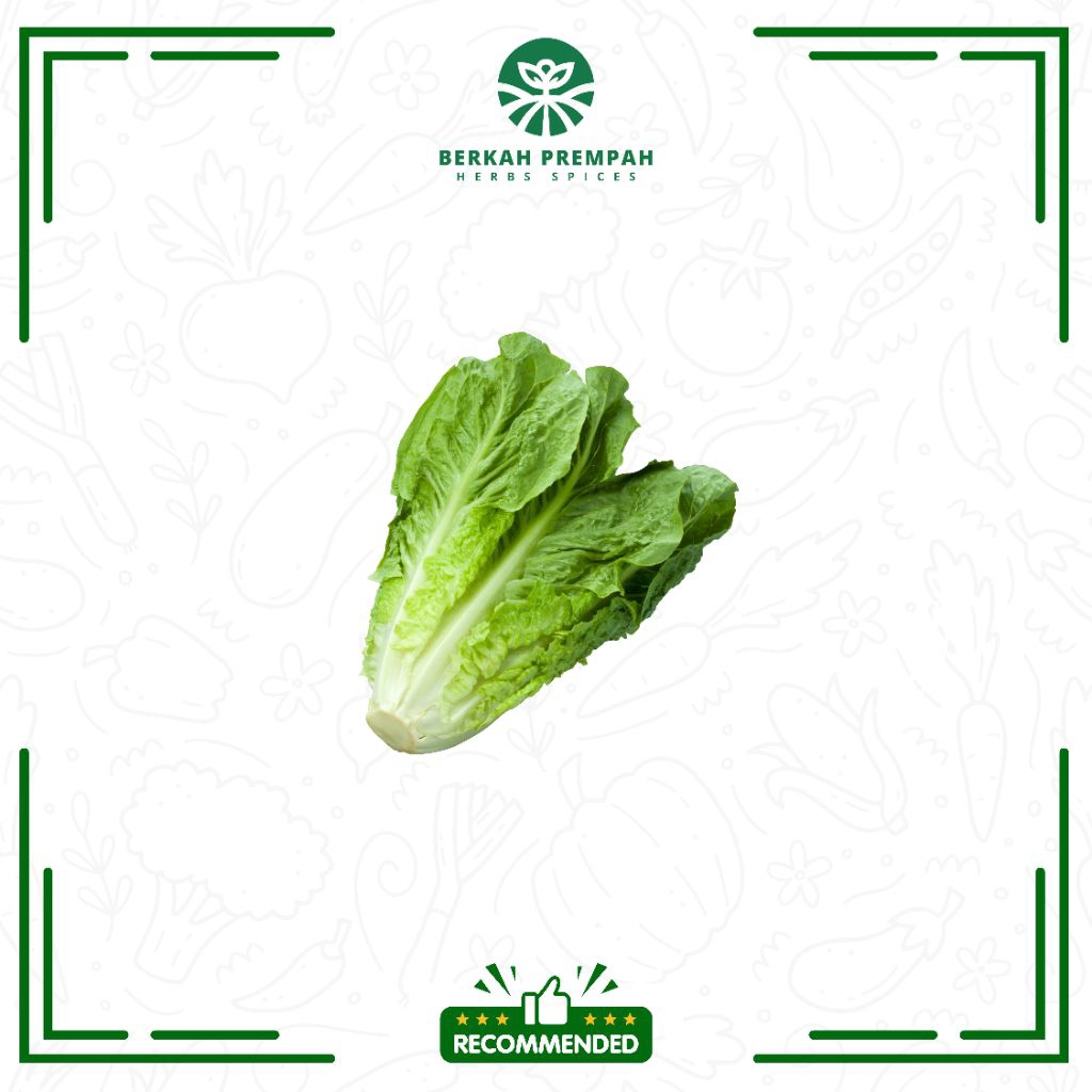 

Selada romaine segar / Fres romen lettuice - Berkahprempah