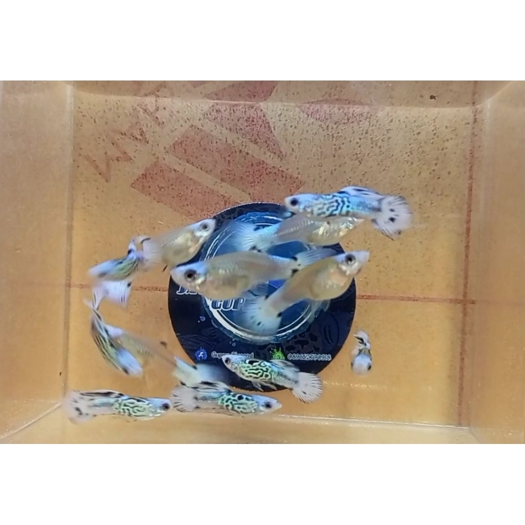 

logo ss blue koi satu pasang