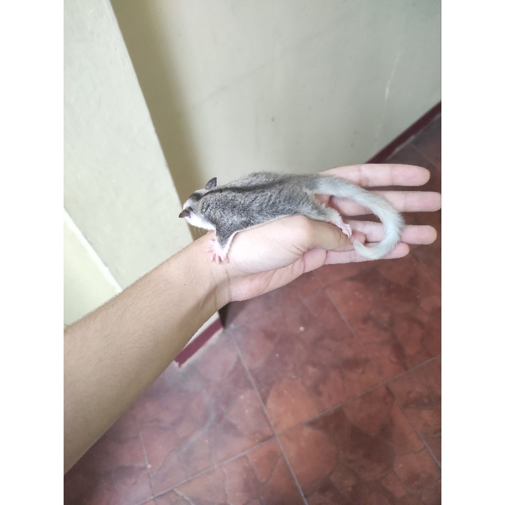 Sugar glider joey moza