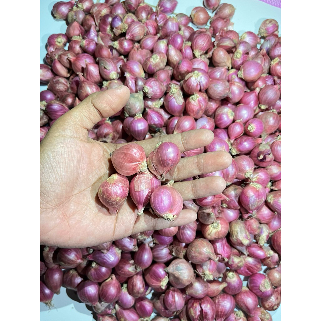 

Bawang Merah jumbo besar kering