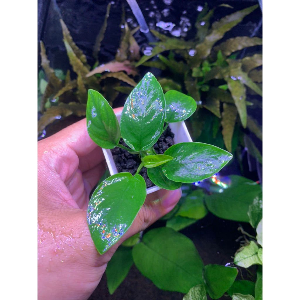 Flash Sale “Anubias Nana” size M, by : Aquadaa