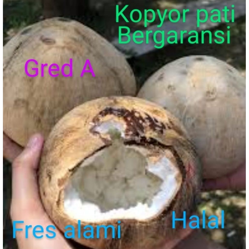 

kopyor uk46-47cm utuh/kupas plontos seset