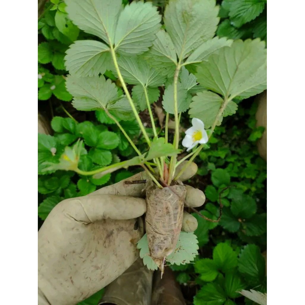 

3pcsbibitstrawbery calipornia ,bibit super siap panen